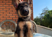 Safkan alman çoban köpekleri